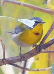 Oreothlypis superciliosa