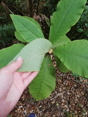 Brachyglottis hectorii