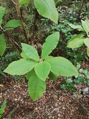 Brachyglottis hectorii