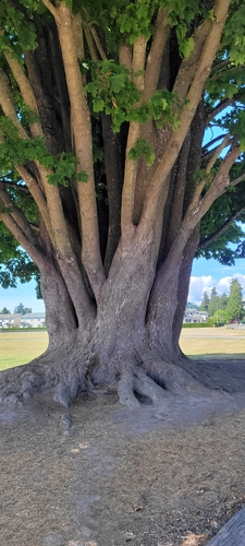 Acer macrophyllum