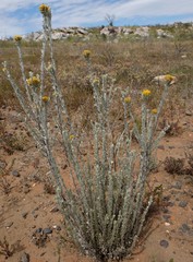 Pentzia dentata
