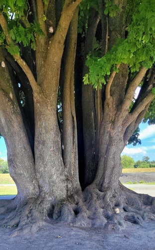 Acer macrophyllum