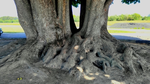 Acer macrophyllum