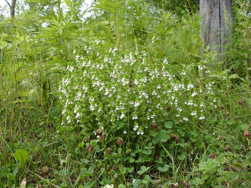 Maksimovich's eyebright