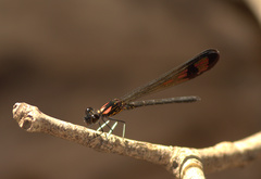 Heliocypha bisignata