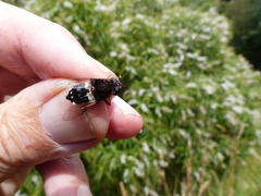 Helophilus cingulatus