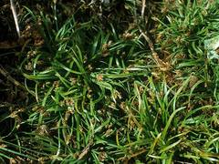 Fimbristylis dichotoma ochotensis