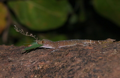 Hemidactylus prashadi
