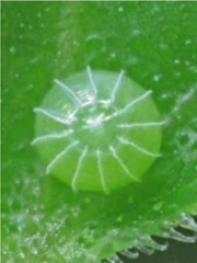 Junonia orithya wallacei