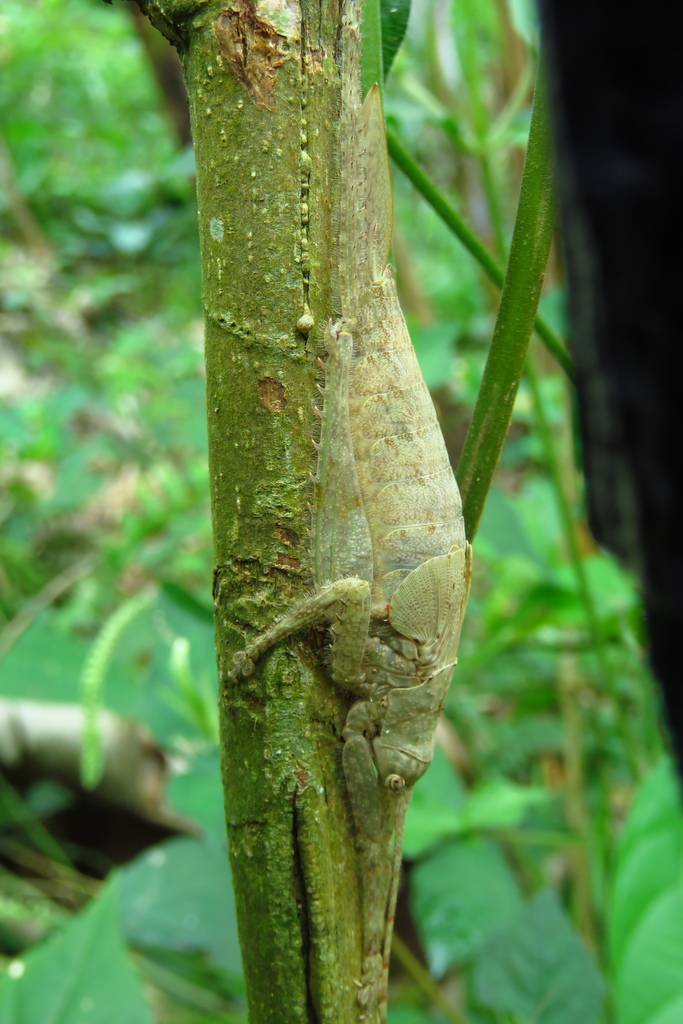 Pleminiiti from Valle Del Guamuez, Putumayo, Colombia on July 12, 2023 ...