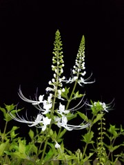 Orthosiphon aristatus