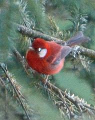 Cardellina rubra