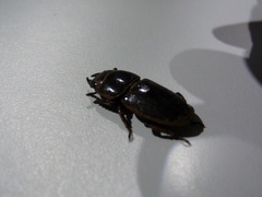 Lucanidae