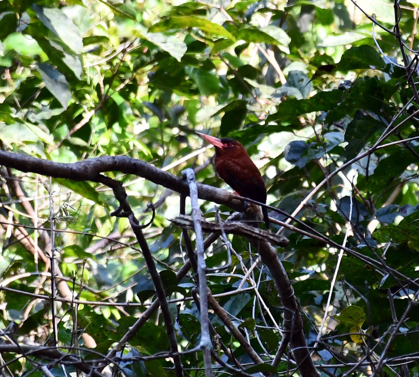 Purus Jacamar (Galbalcyrhynchus purusianus), photo 8