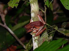 Rhacophoridae