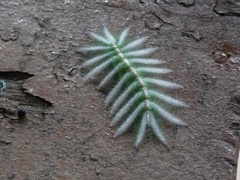Adoliadini