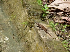 Eutropis rudis