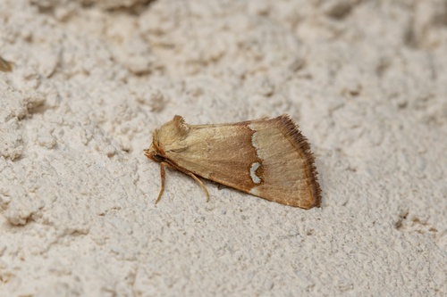 Haemerosia renalis