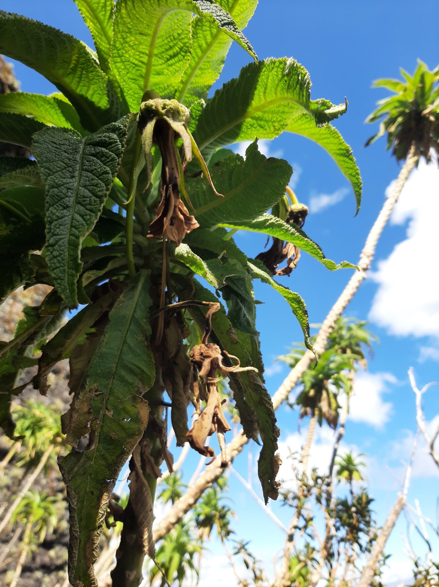 Siphocampylus giganteus image