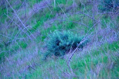 Artemisia californica