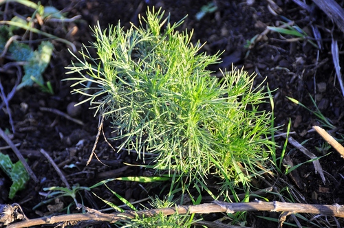 California Sagebrush seedling