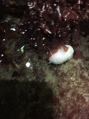 Acanthodoris hudsoni