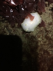 Acanthodoris hudsoni