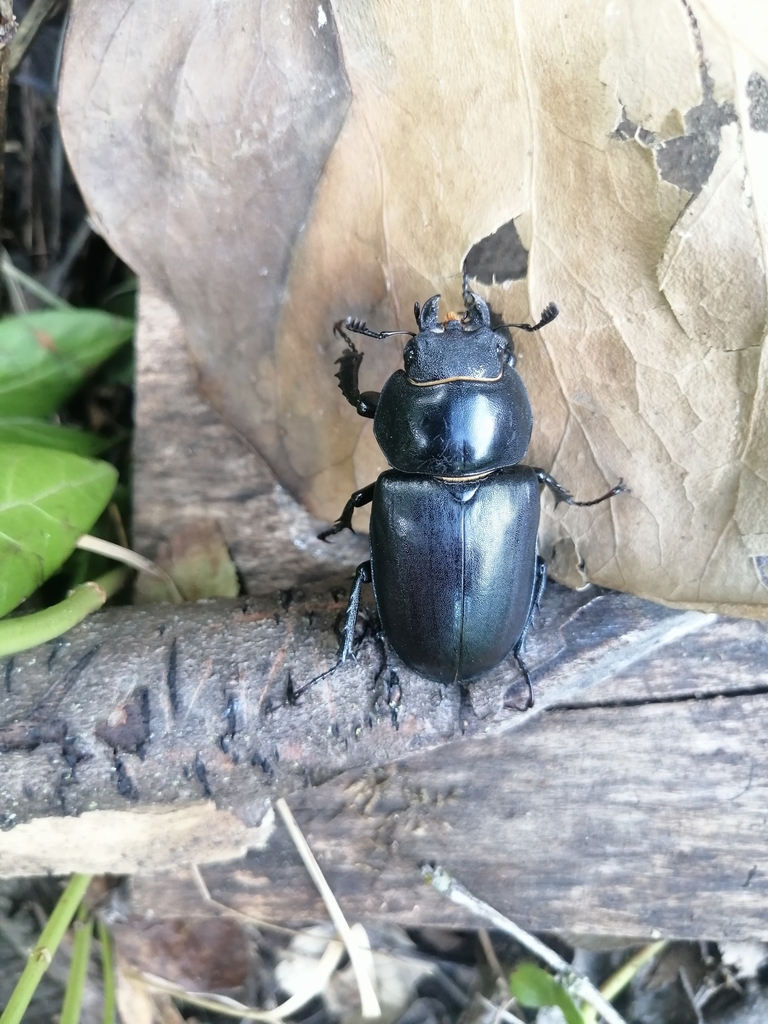 European Stag Beetle from 24021 Albino BG, Italia on July 29, 2023 at ...