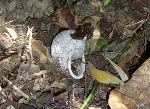 Pedaliodes prytanis