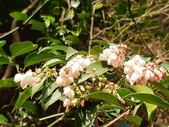 Vaccinium mandarinorum