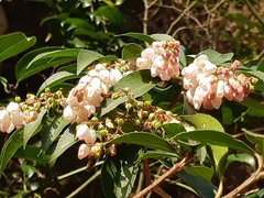 Vaccinium mandarinorum