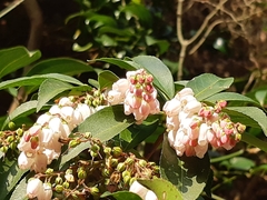 Vaccinium mandarinorum