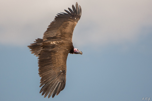Lappet-faced Vulture