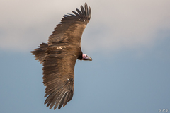Lappet-Faced Vulture photo 4