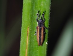 Eurispa vittata