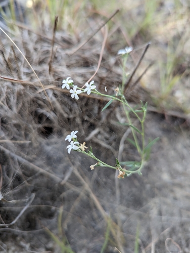Euploca tenella, photograph 2