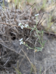 Euploca tenella, photograph Nikokin, CC BY, iNaturalist via GBIF