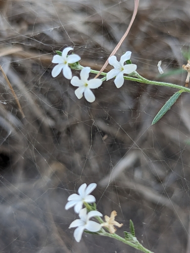 Euploca tenella, photograph 3
