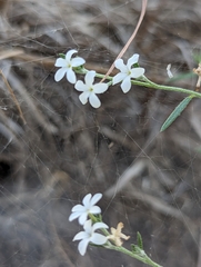 Euploca tenella, photograph Nikokin, CC BY, iNaturalist via GBIF