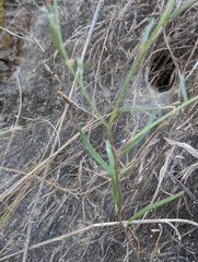 Euploca tenella, photograph Nikokin, CC BY, iNaturalist via GBIF