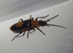 Copidita sloanei