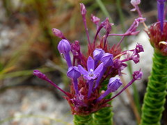 Rhigiophyllum squarrosum