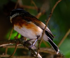 Batis capensis capensis