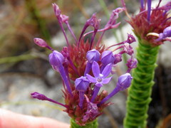 Rhigiophyllum squarrosum