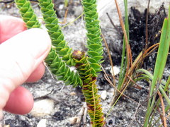 Rhigiophyllum squarrosum