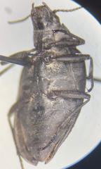 Amphizoa lecontei