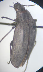 Amphizoa lecontei