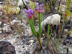 Rhigiophyllum squarrosum