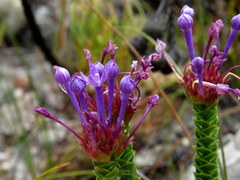 Rhigiophyllum squarrosum