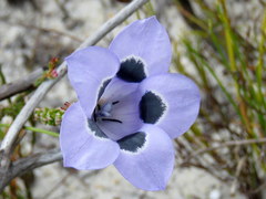 Roella ciliata